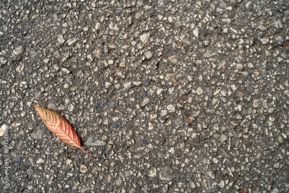 leaves on asphalt leaves on asphalt
