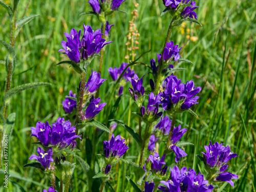 Clustered bellflower or Campanula glomerata on blurred green background. Plants and flowers of natural meadows. Ecology and agriculture