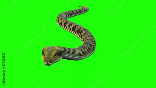 venom snake,anaconda snake
danger snake,green screen video,green screen animal photo