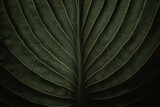 Closeup macro of exotic sage green tropical jungle leaf with veins texture, stylized earthy moody natural leaves foliage background with copy space, organic eco nature concept