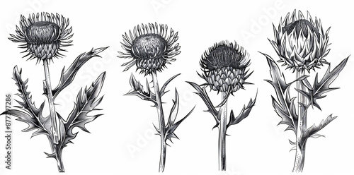 Wallpaper Mural 
Set of hand drawn illustration of thistle plant, vector illustration on white background. Sketch of botanical th hinges with leaves and flower isolated Torontodigital.ca