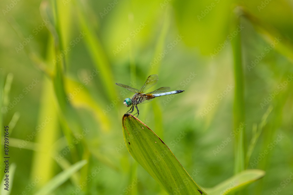 Fototapeta premium Blue Dasher Dragonfly