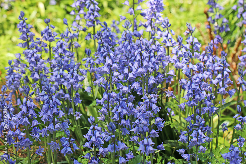Bluebells in a meadow in Spring Bluebells in a meadow in Spring