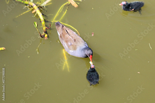 Moorhen and chicks on the Tiverton Canal	 photo