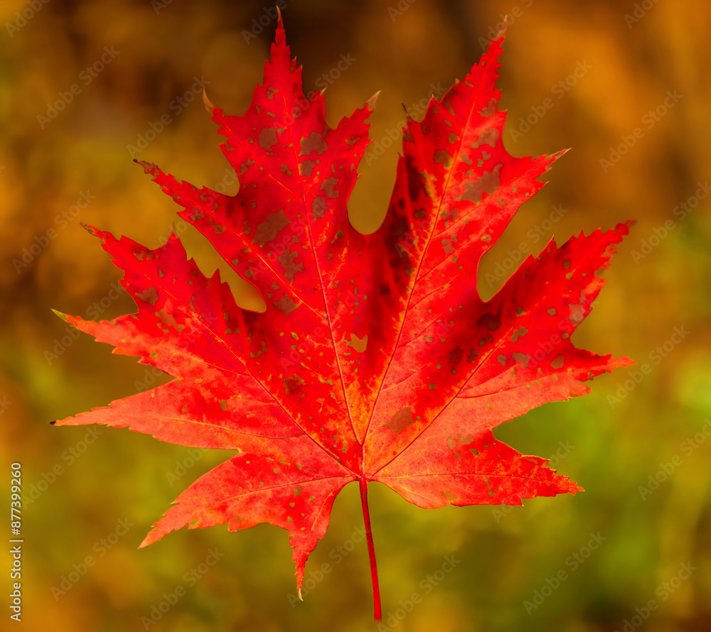 One maple leaf in warm seasonal fall colors. Single red maple park leaf, autumn background. Blurred background. One maple leaf in warm seasonal fall colors. Single red maple park leaf, autumn background. Blurred background.