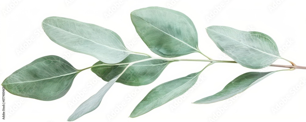 Obraz premium closeup of a eucalyptus leaf, botanical element, flat design, soft green, isolated on white background