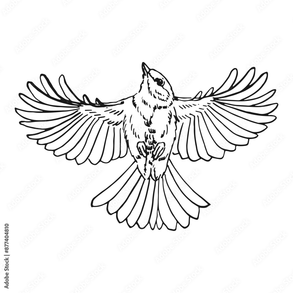 Titmouse. Flying bird. Hand drawn vector illustration. Titmouse. Flying bird. Hand drawn vector illustration.