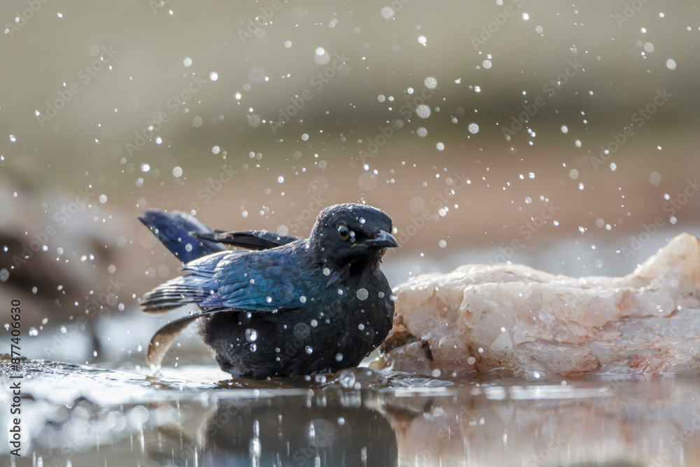 Fototapeta premium Cape Glossy Starling bathing in waterhole in Kruger National park, South Africa ; Specie Lamprotornis nitens family of Sturnidae