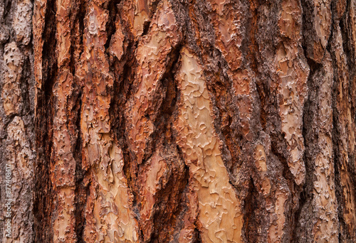 Closeup of bark from a ponderosa pine tree
 photo