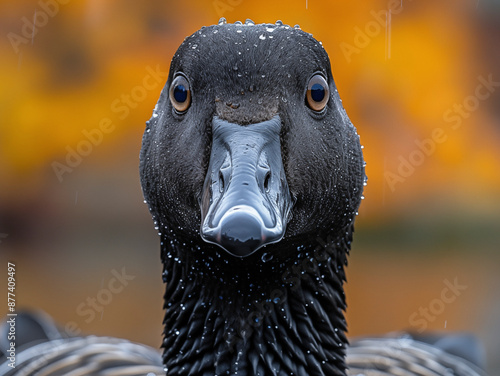 Canada goose in the wild. Beautiful extreme close-up. photo