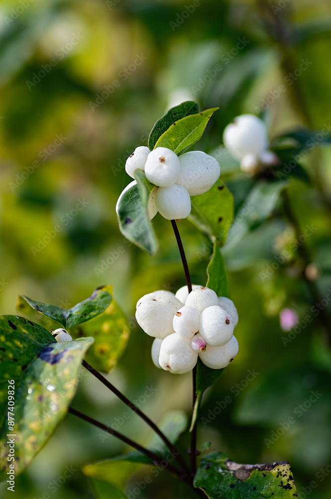White berries on the branches of Symphoricarpos albus, close up. White berries on the branches of Symphoricarpos albus, close up.