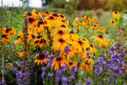 Photography Black Eyed Susan rudbeckia cone flowers blooming in summer garden by lavender and roses