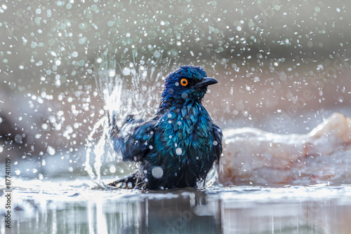Foto Cape Glossy Starling bathing in waterhole in Kruger National park, South Africa
