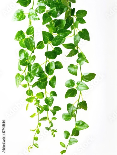 Hanging House Plant. Tropical Succulent Ivy Leaves of Hoya, Bush Foliage Isolated on White Background
