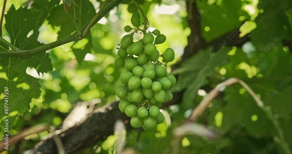 A bunch of green unripe grapes on a vine, diseased with mildew. Close up A bunch of green unripe grapes on a vine, diseased with mildew. Close up