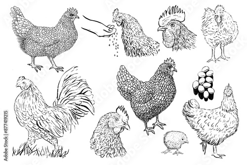 Hen, chicken hand drawn sketch ink pencil style drawing set. Poultry, broiler, farm animal feeding. Perfect for menu restaurants,  markets  shops packaging, Easter card. Vector illustration
