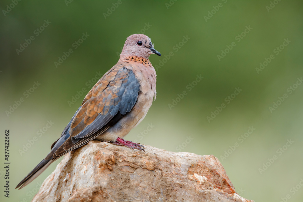 Laughing Dove standing on a rock in Kruger National park, South Africa ; Specie Streptopelia senegalensis family of Columbidae Laughing Dove standing on a rock in Kruger National park, South Africa ; Specie Streptopelia senegalensis family of Columbidae