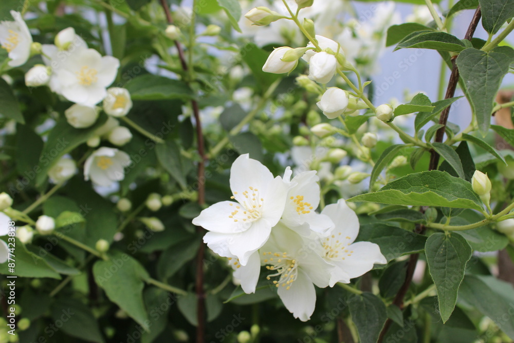 Fototapeta premium Macro View of Fresh Jasmine Blossoms. Ornamental Plant Beauty.