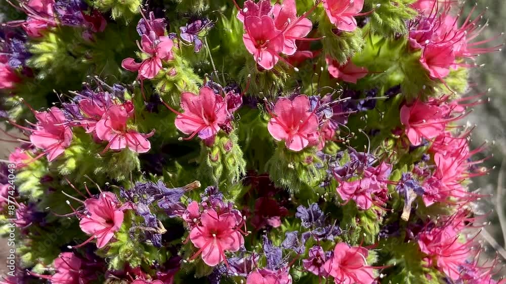 Tajinaste or Echium wildpretii, Tower of Jewels plants with pink red flowers close-up in Vilaflor, Tenerife, Canary Islands, Spain,4k Tajinaste or Echium wildpretii, Tower of Jewels plants with pink red flowers close-up in Vilaflor, Tenerife, Canary Islands, Spain,4k