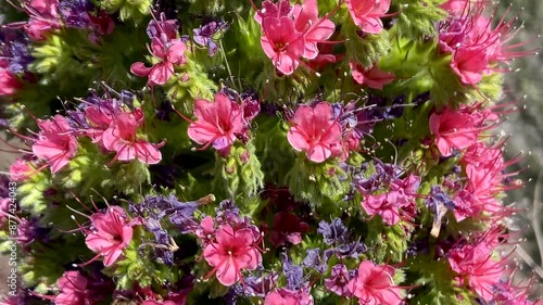 Tajinaste or  Echium wildpretii, Tower of Jewels plants with pink red flowers close-up in Vilaflor, Tenerife, Canary Islands, Spain,4k  photo