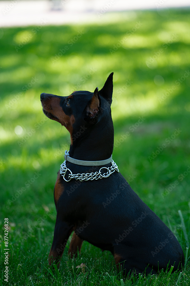 The dog breed Doberman Pinscher sits on a green grass. High quality photo The dog breed Doberman Pinscher sits on a green grass. High quality photo