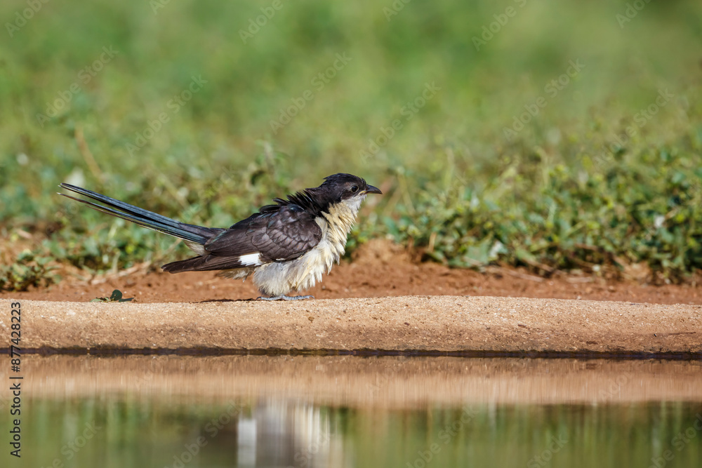 Obraz premium Pied Cuckoo standing along waterhole side view in Kruger National park, South Africa ; Specie Clamator jacobinus family of Cuculidae