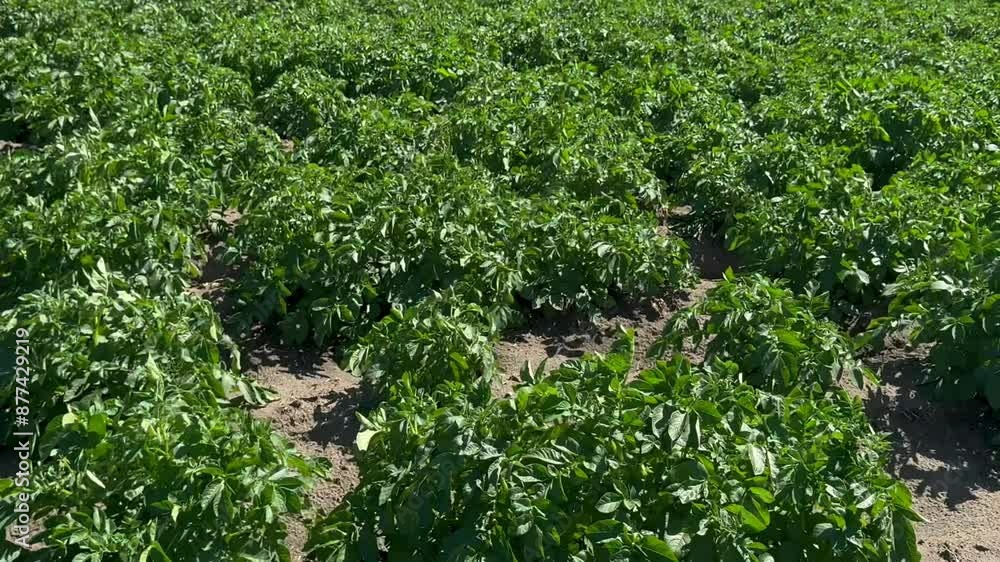 Potato plants in white bloom view from the bottom to up. Greenflowering potato bushes swaying in the wind on sunny day Potato plants in white bloom view from the bottom to up. Greenflowering potato bushes swaying in the wind on sunny day