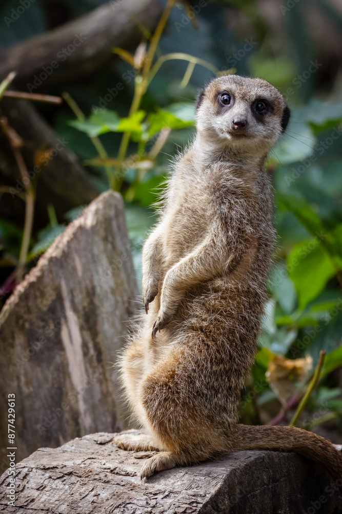 Fototapeta premium A meerkat stands on the wooden stump and looks right toward the camera lens on a sunny summer morning.