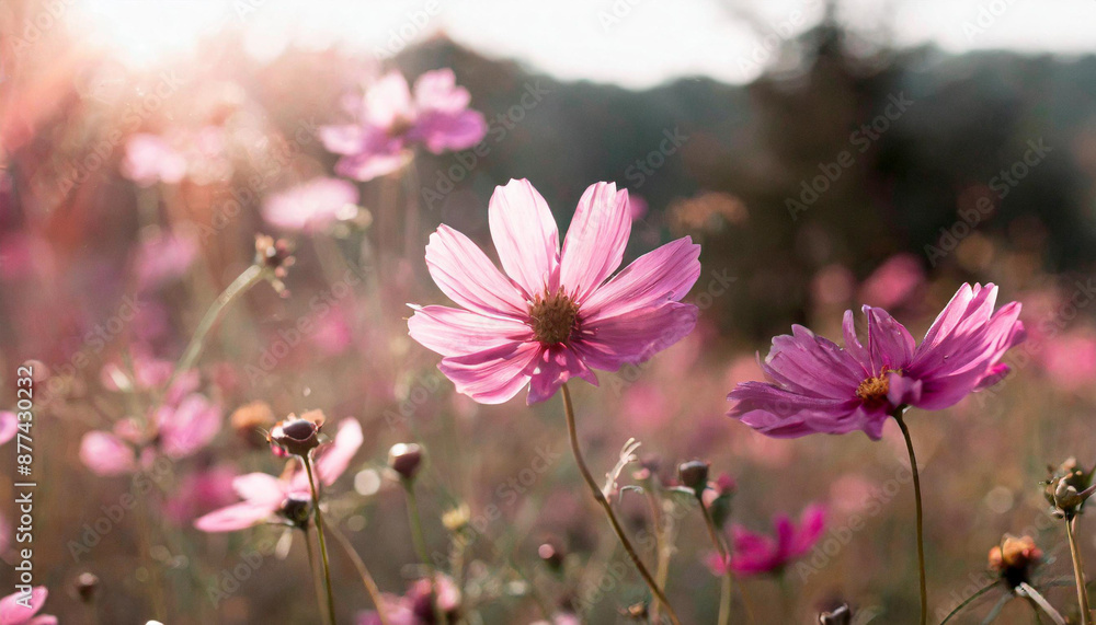 Summer flower bright autumn flora nature pink spring water blossom closeup plant Summer flower bright autumn flora nature pink spring water blossom closeup plant