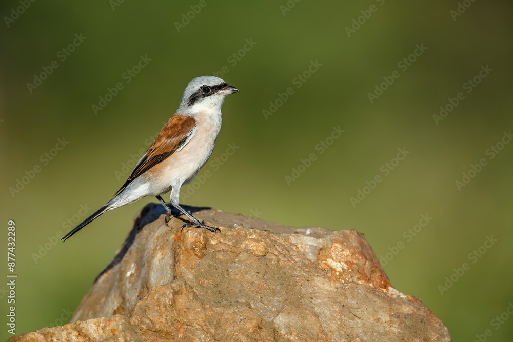 Fototapeta premium Red-backed Shrike male standing on a rock isolated in natural background in Kruger National park, South Africa ; Specie Lanius collurio family of Laniidae