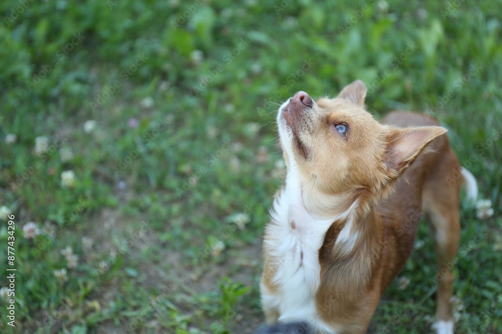 Cute dog with brown hair walking outdoors. Space for text Cute dog with brown hair walking outdoors. Space for text