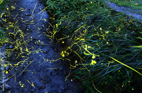 清らかな小川のほとりで飛び交うホタルの光が舞う風景
