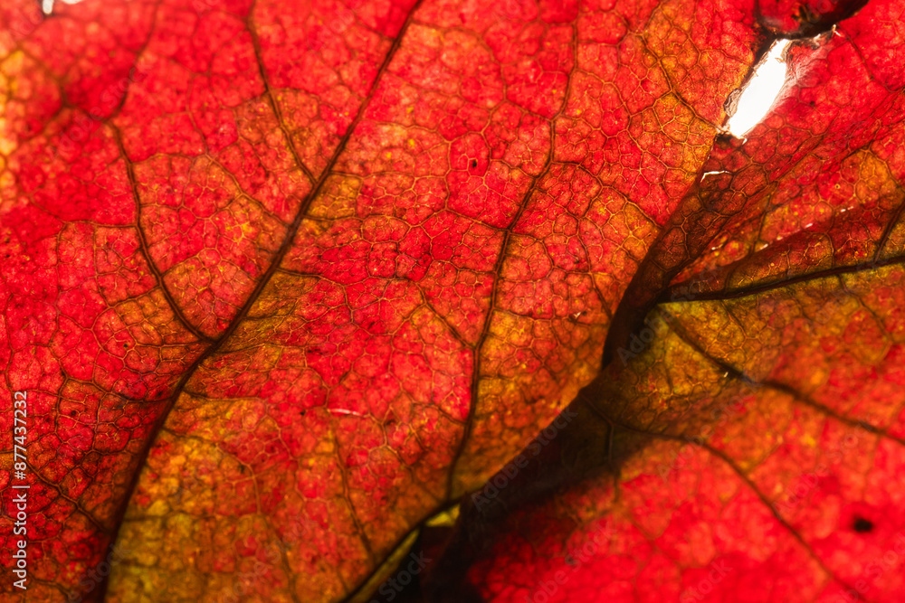 Fototapeta premium Abstract autumn leaf texture close up. Macro.