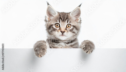 Funny gray tabby kitten showing placard with space for text. Lovely fluffy funny cat holding signboard on isolated background. Top of head of cat with paws up, peeking over a blank white banner.