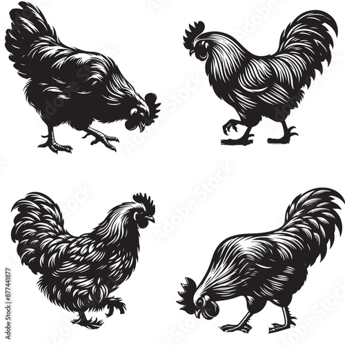 4 sets black of  Chicken Pecking silhouette isolated on white background png jpeg eps transparents