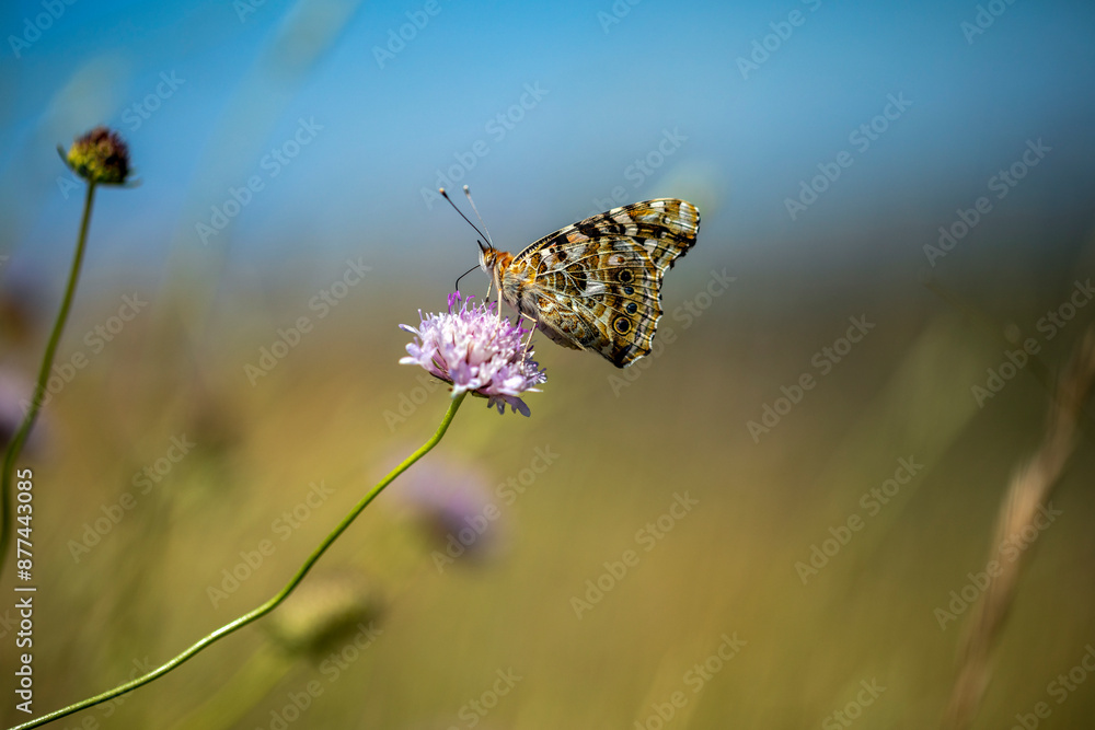 Brown and ocher butterfly perched on a violet wildflower in a field setting with midday light Brown and ocher butterfly perched on a violet wildflower in a field setting with midday light