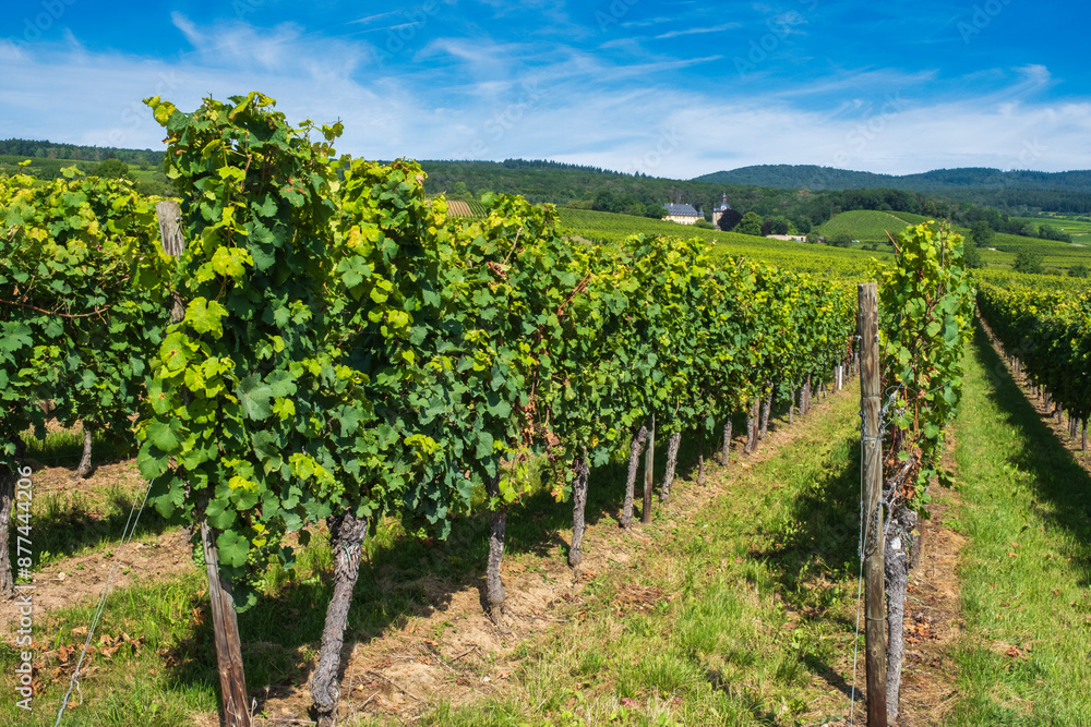View over vines in the Rheingau to the hills in the Taunus in the background View over vines in the Rheingau to the hills in the Taunus in the background