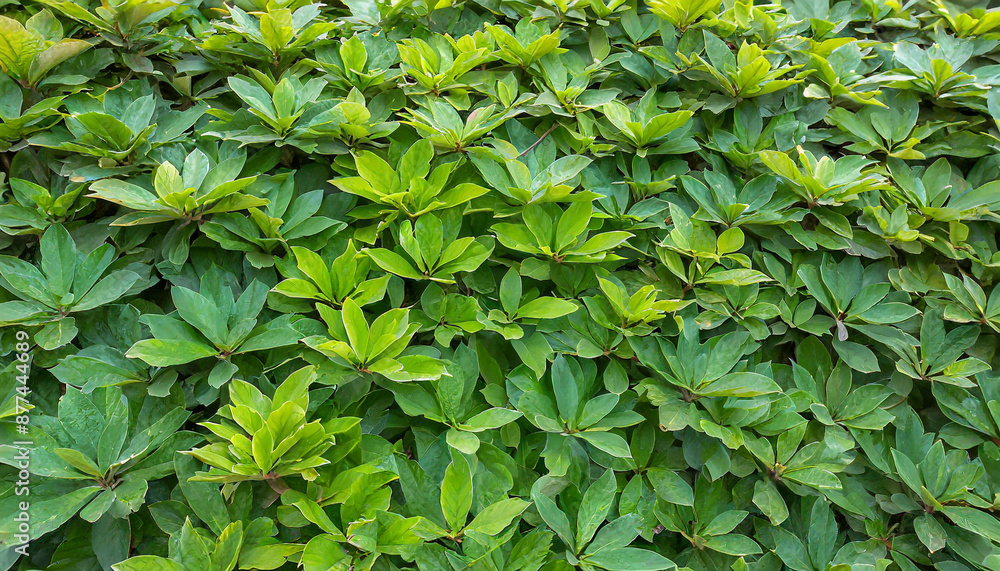 Small green leaves texture background with beautiful pattern. Clean environment. Ornamental plant in the garden. Eco wall. Organic natural background. Many leaves reduce dust in air. Tropical forest Small green leaves texture background with beautiful pattern. Clean environment. Ornamental plant in the garden. Eco wall. Organic natural background. Many leaves reduce dust in air. Tropical forest