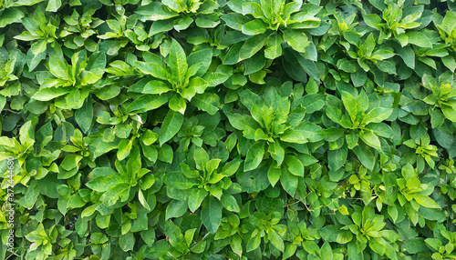 Small green leaves texture background with beautiful pattern. Clean environment. Ornamental plant in the garden. Eco wall. Organic natural background. Many leaves reduce dust in air. Tropical forest