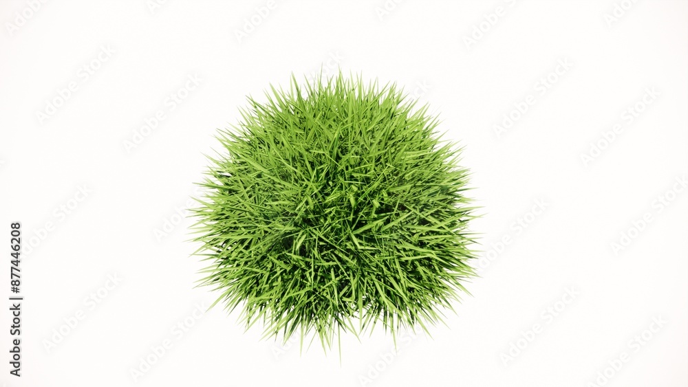 Beautiful model of grass or plants and flowers to decorate the garden on a white background Beautiful model of grass or plants and flowers to decorate the garden on a white background