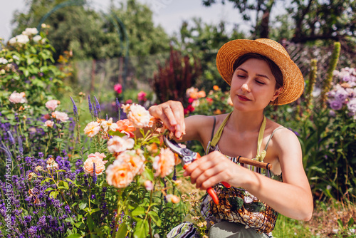 Fotografie Young woman deadheading spent rose blooms in summer garden