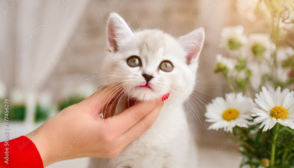 Happy kitten likes being stroked by woman's hand. The British Shorthair. Happy cute gray British short hair kitten likes being stroked by woman's hand on the chin, on modern home background. animals Happy kitten likes being stroked by woman's hand. The British Shorthair. Happy cute gray British short hair kitten likes being stroked by woman's hand on the chin, on modern home background. animals