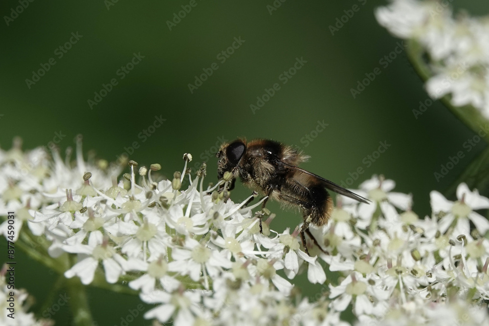 A hoverfly, Cheilosia illustrata, on hogweed A hoverfly, Cheilosia illustrata, on hogweed