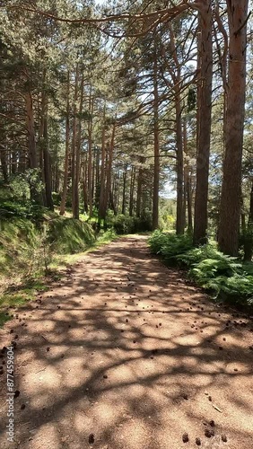 Walking along a path of the mountain between pine trees, near the Canencia mountain pass, in the Guadarrama National Park, in Madrid, Spain. Point Of View (POV), subjective view. Vertical shot