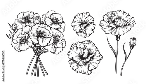 Carnation, flowers and leaves set, vector sketch illustration