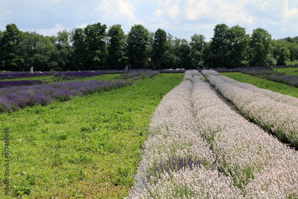 Obraz premium Landscape with blooming colorful lavenda