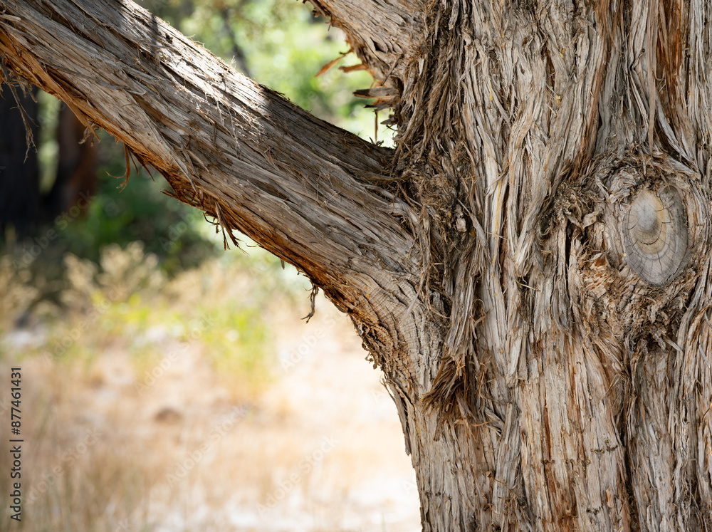 Honey Mesquite Tree Bark (Prosopis glandulosa) Honey Mesquite Tree Bark (Prosopis glandulosa)