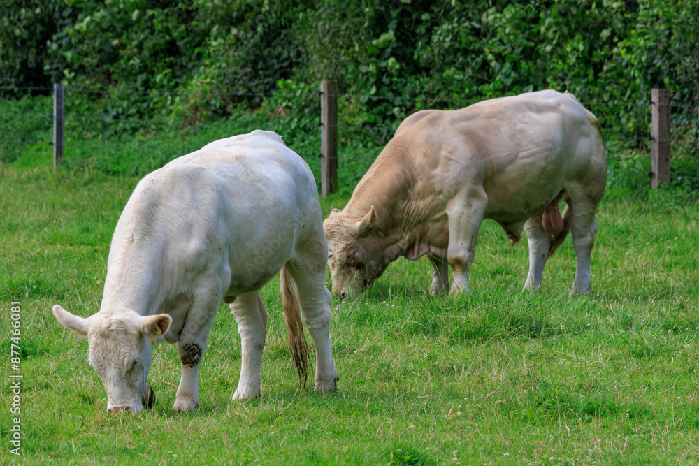 Kühe auf einer Weide im Münsterland Kühe auf einer Weide im Münsterland