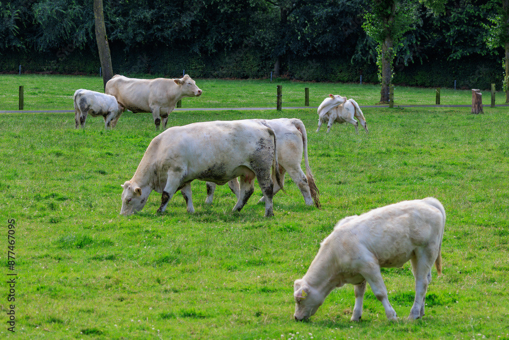Kühe auf einer Weide im Münsterland Kühe auf einer Weide im Münsterland