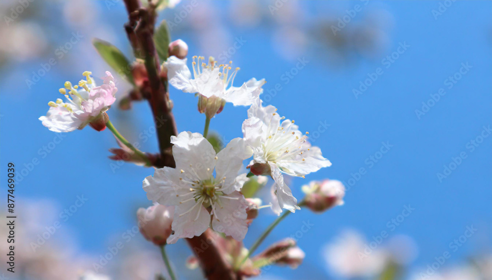 Macro shot of white cherry flowers isolated on blue sky background. Macro shot of white cherry flowers isolated on blue sky background.
